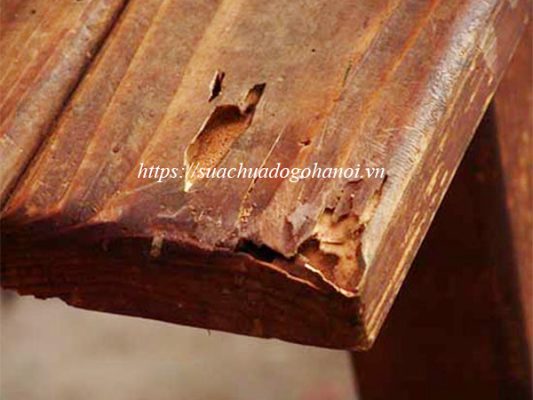 Mối mọt gây hại bàn ghế gỗ